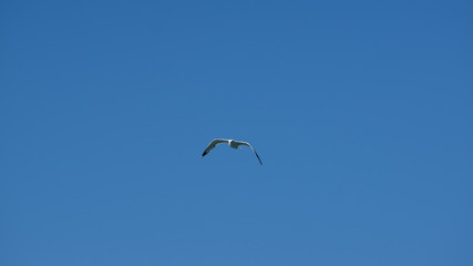 Vol de mouette sur l'ile grecque de Leros