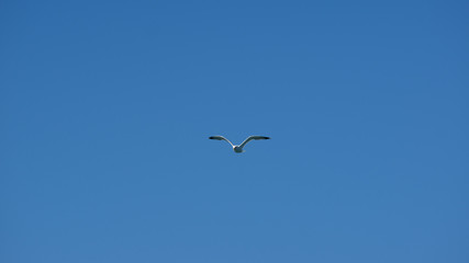 Vol de mouette sur l'ile grecque de Leros