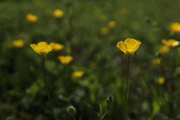Obraz na płótnie Canvas yellow flowers on background of green grass