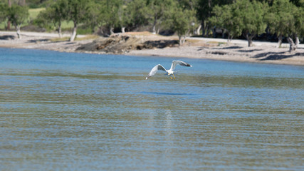 Vol de mouette dans le ciel bleu de Grece