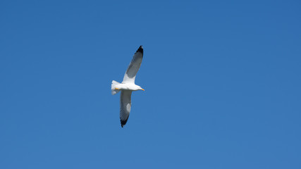 Vol de mouette dans le ciel bleu de Grece