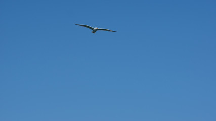Vol de mouette dans le ciel bleu de Grece
