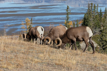 Big Horn Sheep in Jasper National Park, Alberta Canada	