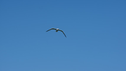 Vol de mouette dans le ciel bleu de Grece