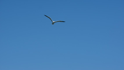 Vol de mouette dans le ciel bleu de Grece