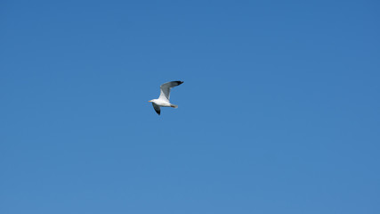 Vol de mouette dans le ciel bleu de Grece