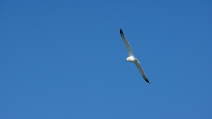 Vol de mouette dans le ciel bleu de Grece