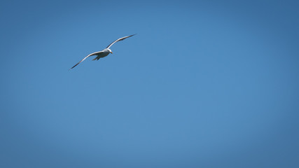 Vol de mouette dans le ciel bleu de Grece