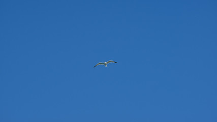 Vol de mouette dans le ciel bleu de Grece