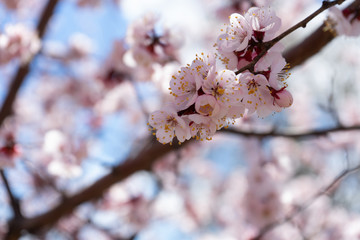 cherry blossom in spring