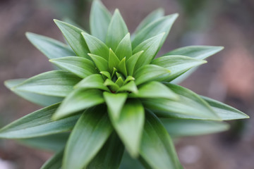 green plant in the garden
