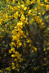 yellow flowers in garden