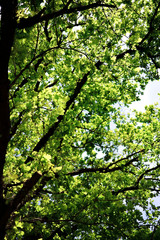 oak tree with green leaves