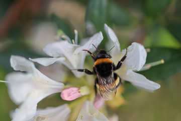 bee on flower
