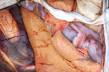 Fischinnereien direkt nach dem Fang
