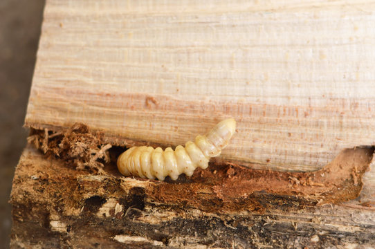 Longhorn beetle larvae. Wood borer beetle. Big round headed borer woodcutter (Cerambycidae)	