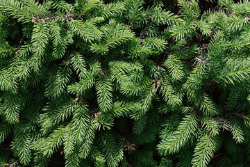 Background coniferous evergreen  spruce trees wallpaper