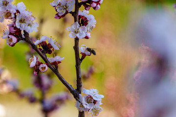 Blossom apricot branch with beautiful white and pink flowers and blooming flower buds with little bee on the flower in the garden in spring