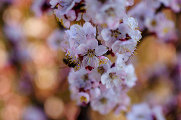 Macro photography of blossom apricot branch with beautiful white and pink flowers with little bee on flower in spring