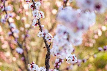 Blossom apricot tree with beautiful white and pink flowers in sunshine spring day