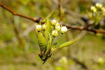 Flowering pear branch with beautiful blooming flower buds and young green leaves in the garden in sunshine spring day