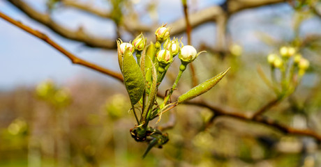 Flowering pear branch with beautiful blooming flower buds and young green leaves against blue sky in the garden macro photography