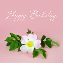Happy Birthday card with rose on pink background
