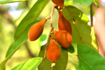 pears on tree