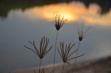 grass sun evening  river