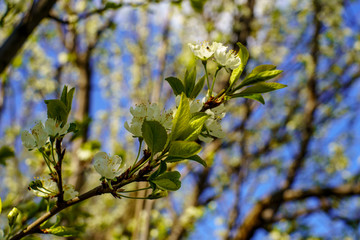 Flowering pear branch with beautiful blooming flowers and young green leaves against blue sky
