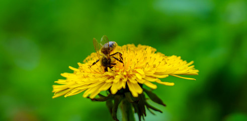 The bee collects pollen on yellow dandelion on the lawn in spring day
