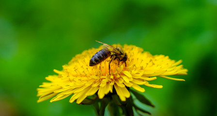 The bee collects pollen on yellow dandelion on the meadow in sunny day