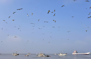 Seagulls flying over the sea