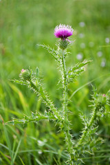 Milk thistle flower
