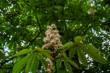 Flowering brunch of chestnut tree in spring day