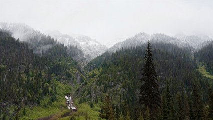 mountain forest peaks in the snow
