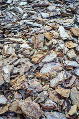 Pieces of tree bark. Texture, brown and gray background, vertical abstract photo