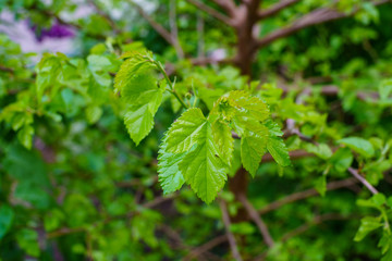 Young light green fresh leaves close up on the branch of tree in spring, photography of nature outdoor