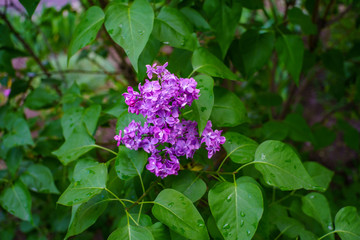 Flowers of purple lilac in green leaves with drops after rain
