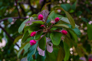 Branch of flowering tree with red flower buds and pink flowers, green leaves close up