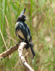Naklejka premium Black baza perching on a branch