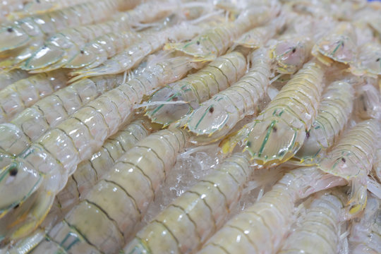 Oratosquilla nepa