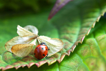 Ladybug on dry hydrangea flower