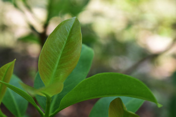 green leaves of tree