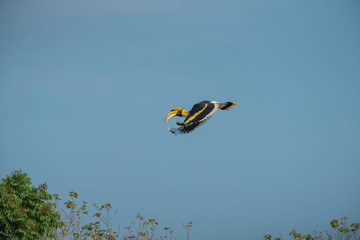 Great hornbill flying in natural forest
