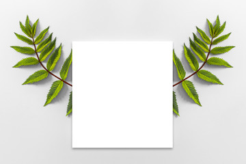 Bright green fern leaves and a square blank white frame on white background.