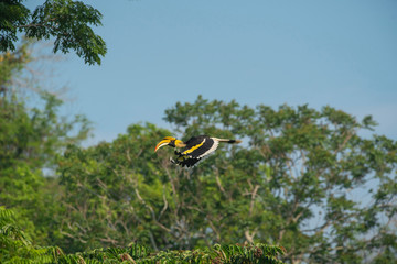 Great hornbill flying in natural forest
