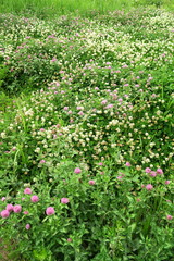 詰め草咲く初夏の野原風景