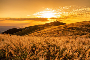 A field of Japanese pampas grass (susuki) that shines golden and sunset at Oishi plateau in Autumn,...
