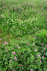 詰め草咲く初夏の野原風景